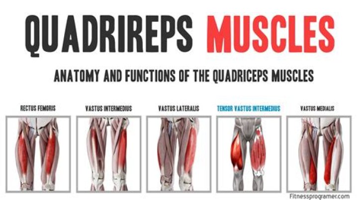 Which muscle is the trumpeter muscle?