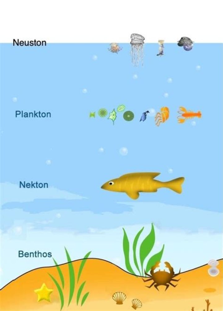 Which of the following would likely be found in the benthos?