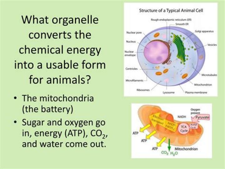 Which organelle converts energy to a usable form?