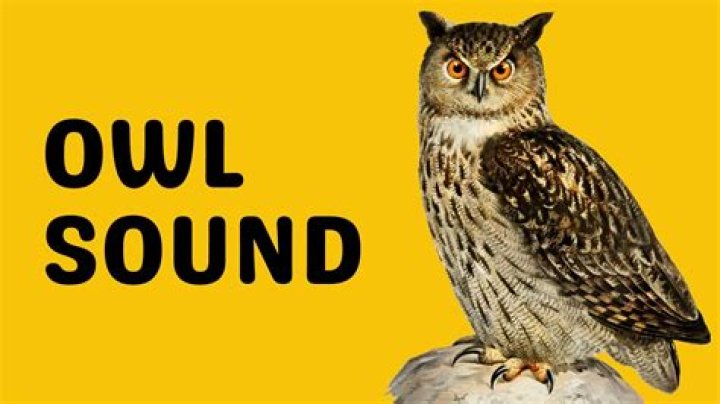 Which owl hoots uk?