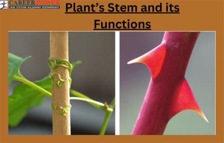 Which plants have square stems?