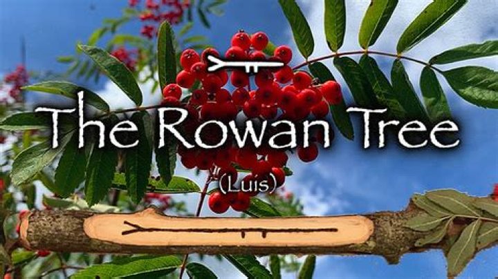 Which tree does rowan miss the most?