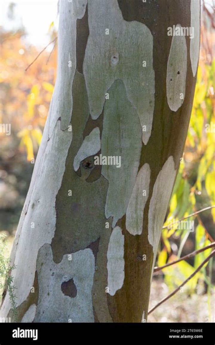 Which trees have peeling bark?