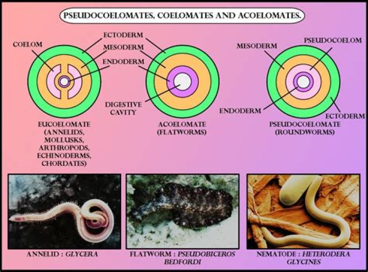 Which type of coelom is present in aschelminthes?