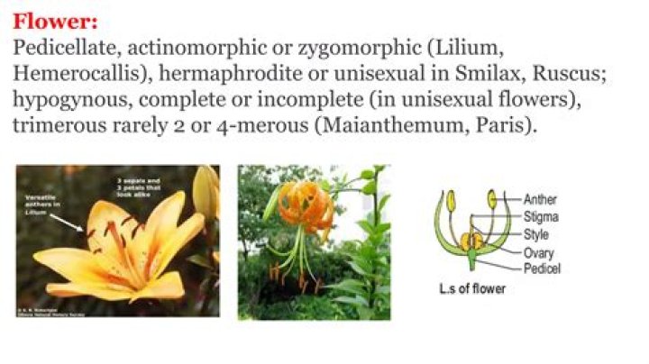 Which type of ovary is found in liliaceae family?