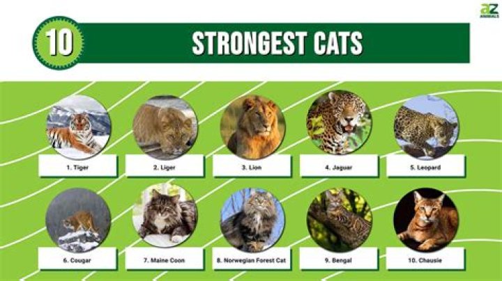 Which wildcat is the strongest?
