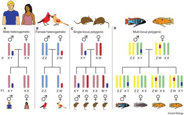 Who are polygenic inheritance?