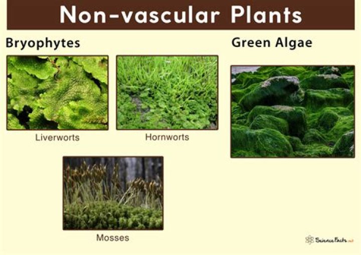 Who do nonvascular plants get water?