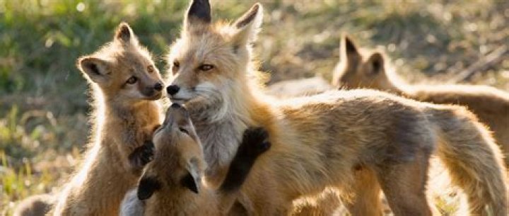 Why are foxes mischievous?