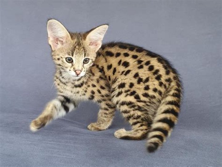 Why are male savannah cats sterile?
