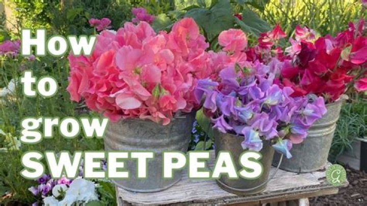 Why are my sweet peas short stemmed?
