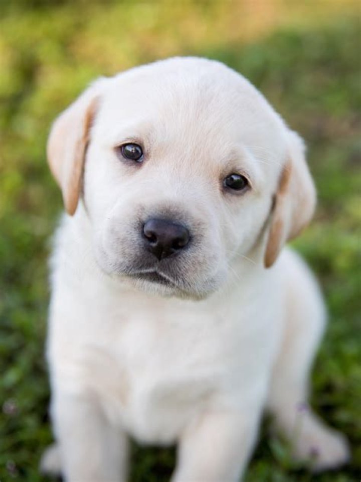 Why are puppies cute?