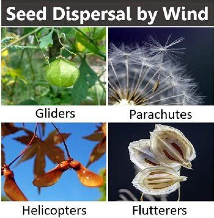 Why are shorea seeds able to be dispersed by the wind?