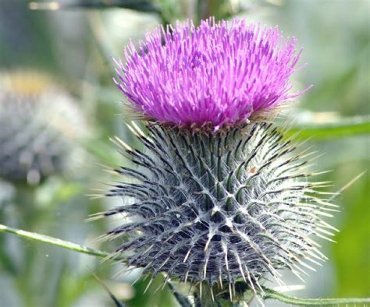 Why are thistles the flower of scotland?