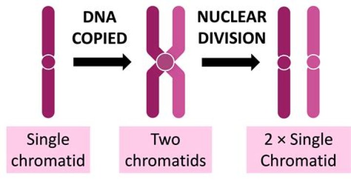 Why chromatid are identical?