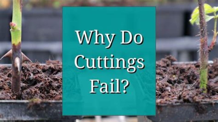 Why do cuttings fail?