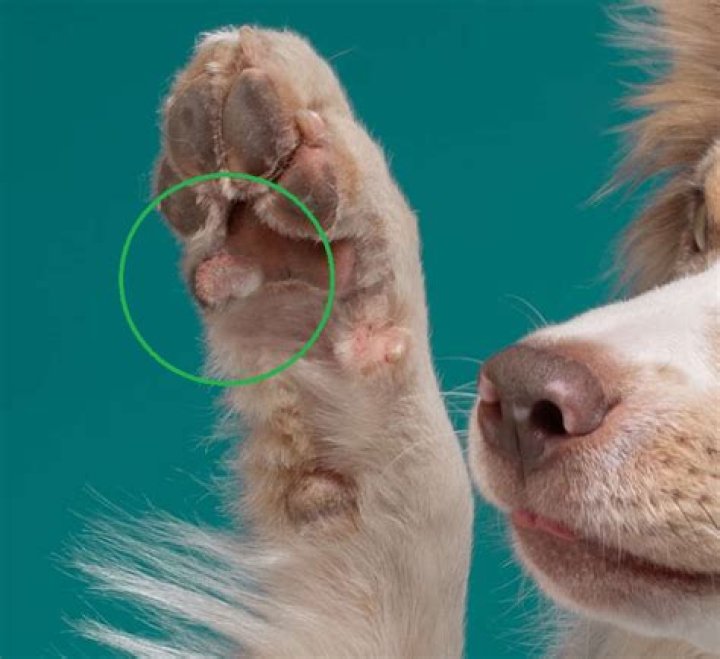 Why do dogs get interdigital cysts?