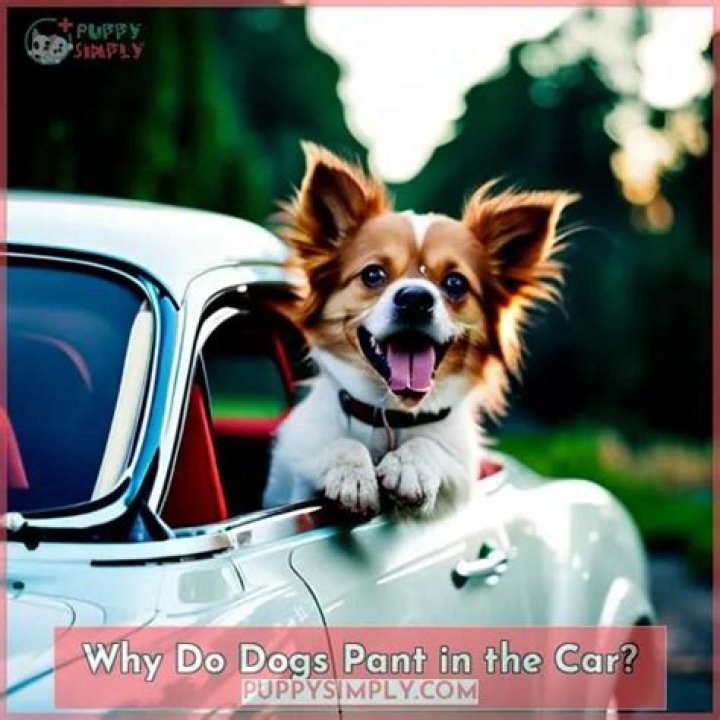 Why do dogs pant in the car?