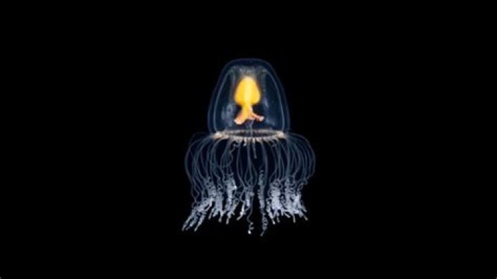 Why do jellyfish live forever?