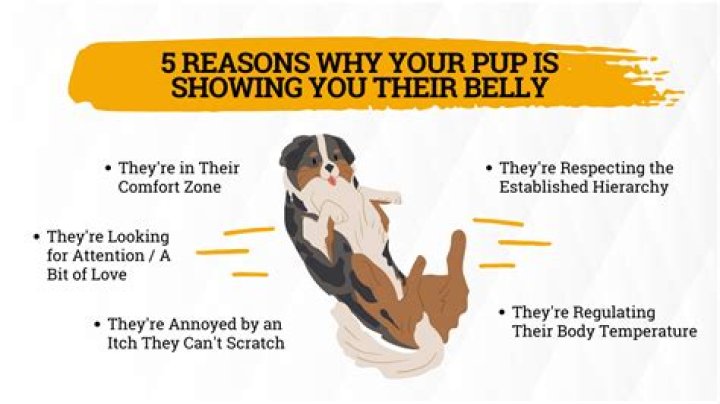 Why dog exposes belly?