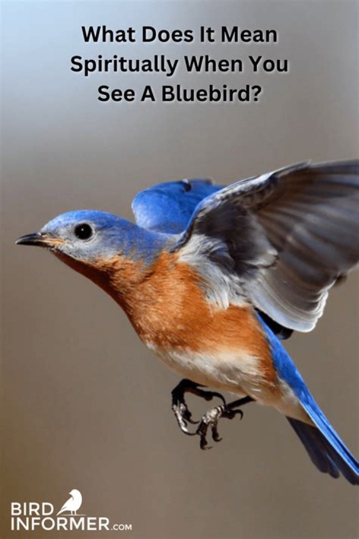 Why have my bluebirds disappeared?
