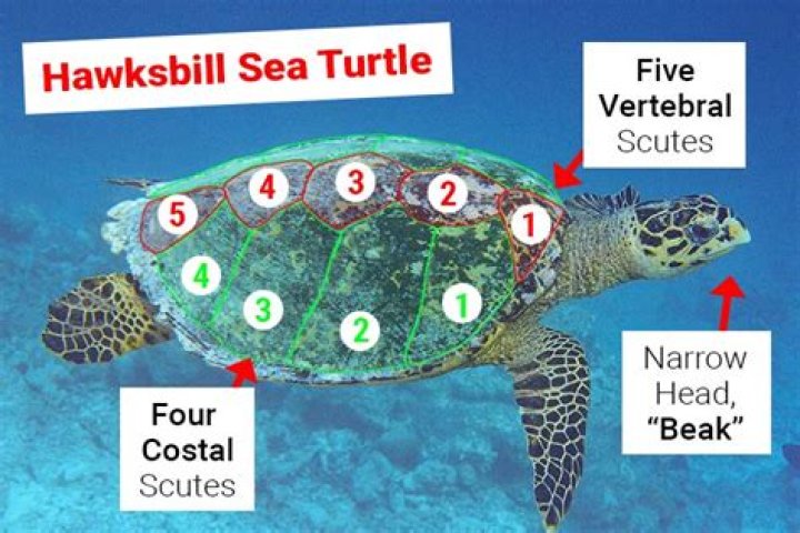 Why hawksbill turtles are extinct?