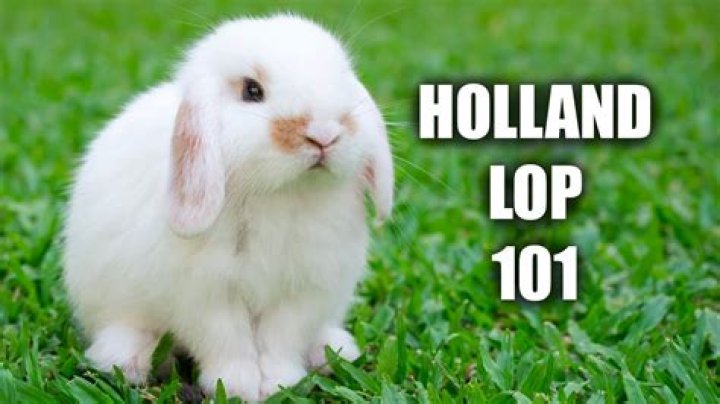 Why holland lops make good pets?