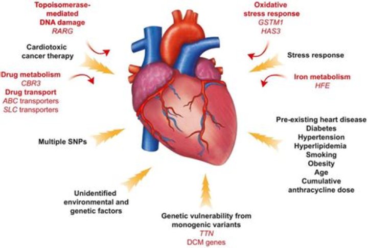 Why is bupivacaine cardiotoxic?