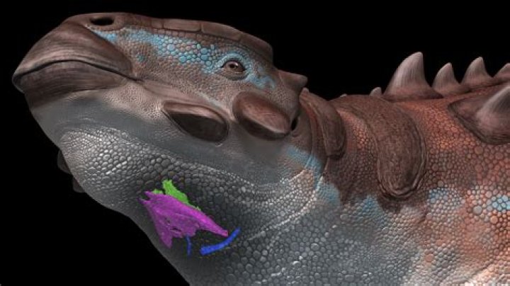 Why is it called a shadbelly?