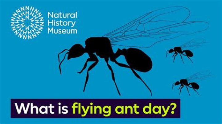 Why is it flying ant day?