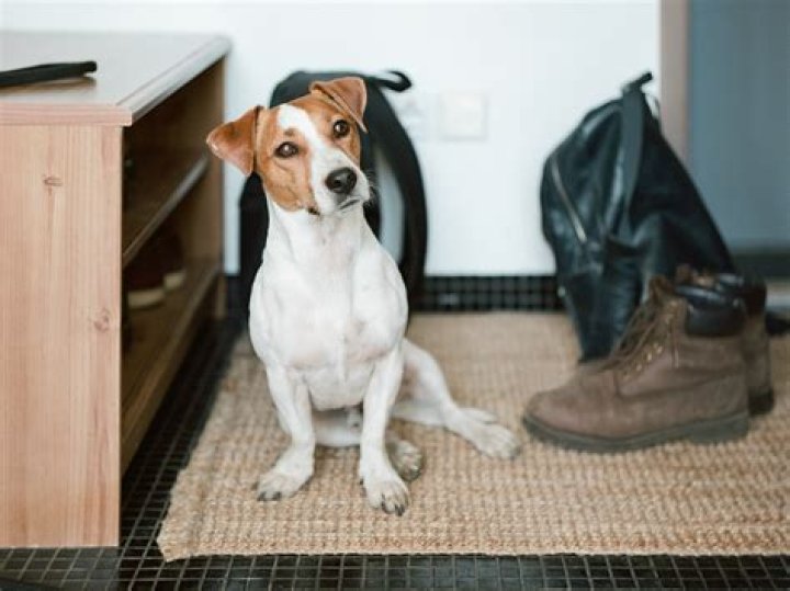 Why is my dog dragging his foot?
