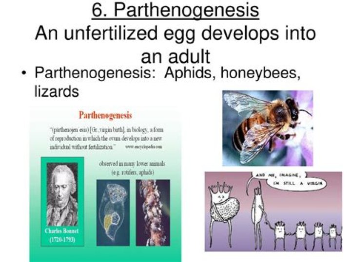 Why is parthenogenesis an advantage?