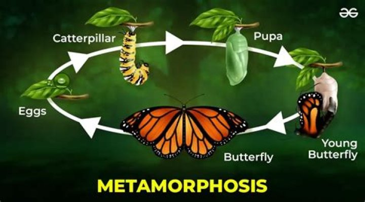 Why is philemon a butterfly?
