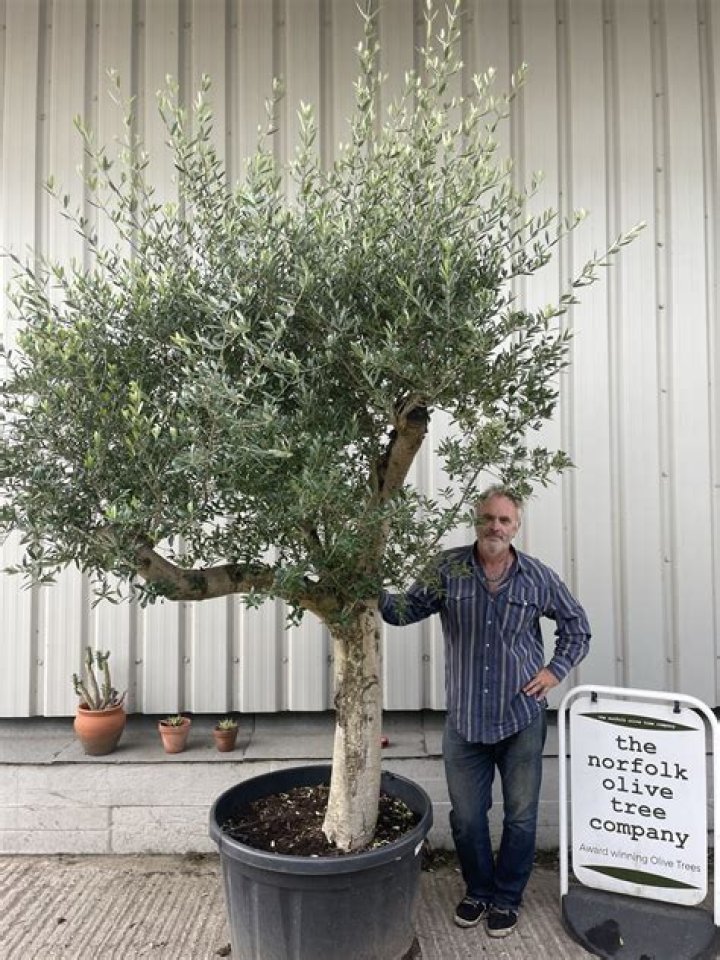 Why isn't my olive tree growing?