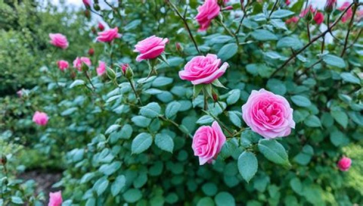 Why my rose bush is not blooming?