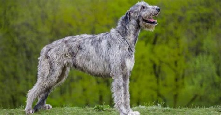 Why were irish wolfhounds bred?