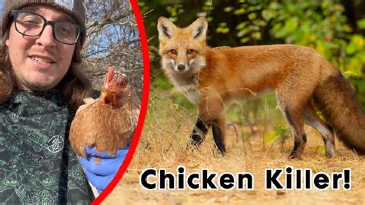 Will a fox kill another fox?