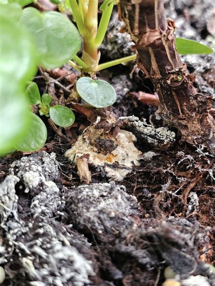 Will clay bar remove artillery fungus?