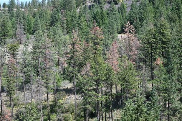 Will diuron kill trees?