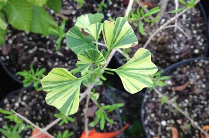 Will ginkgo grow in full sun?