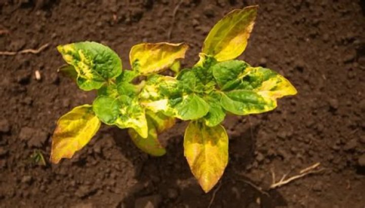 Will horse manure burn plants?