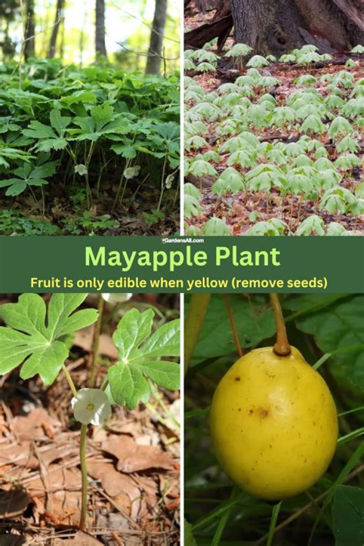 Will mayapple grow in shade?