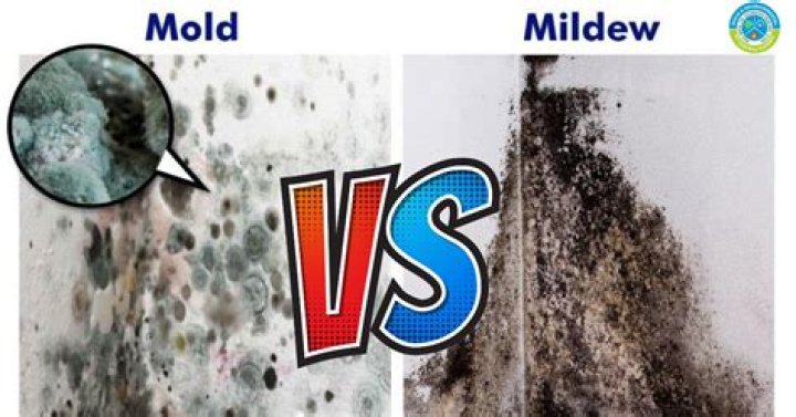 Will mould die without moisture?