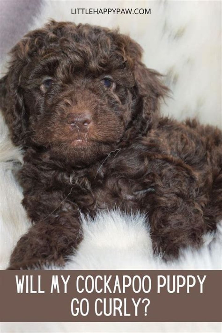 Will my cockapoo puppy go curly?