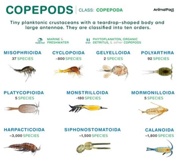 Will ostracods kill fish?