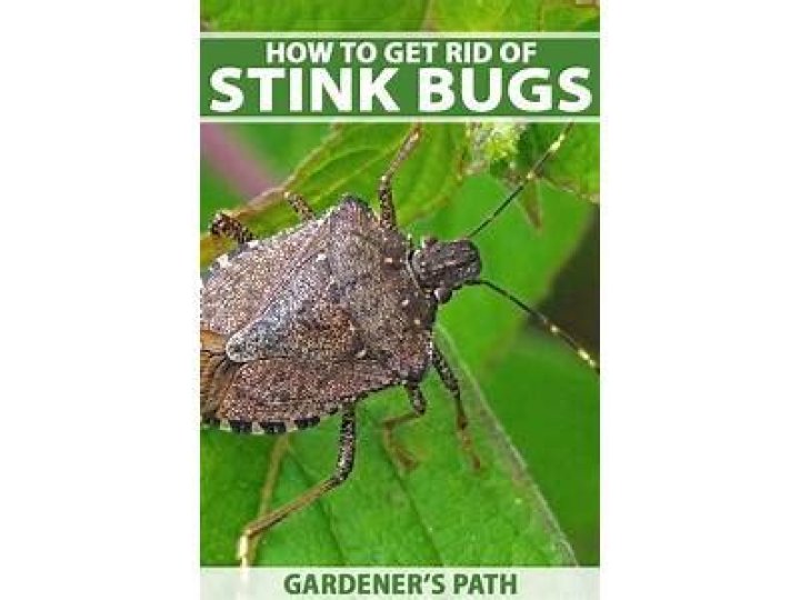 Will stink bugs kill my plants?