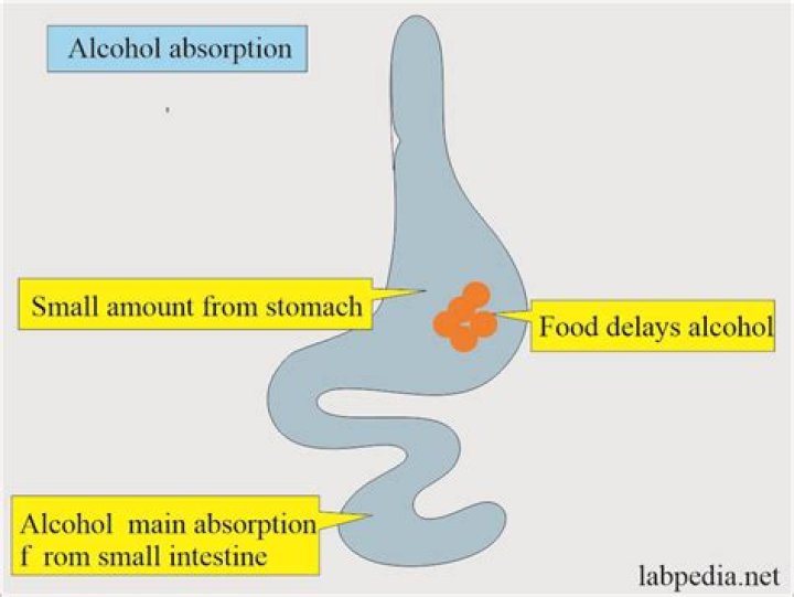 Would be the best method of slowing alcohol absorption?