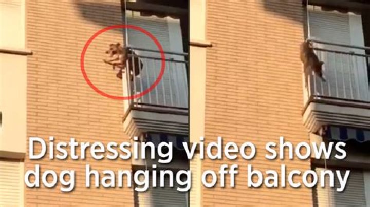 Would dog jump balcony?