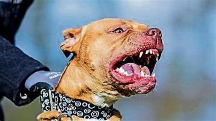 Would pitbull attack its owner?
